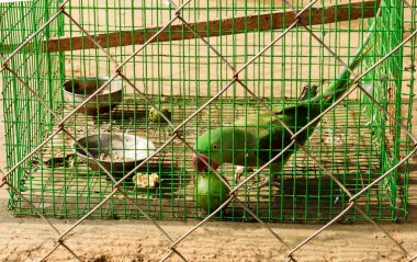 Kafesteki canlı yeşil papağan yemek tabakları, vahşi yaşam ve tutsaklık temalarını vurguluyor..