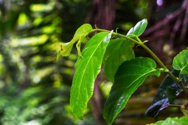 Doğal olarak gür, bulanık orman arka planına vurgulanan canlı yeşil yapraklar, büyüme ve dinginlik elementleriyle rahatlatıcı ve barışçıl bir doğa odaklı görüntü yaratıyor..