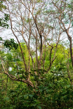 Huzurlu bir ormanda canlı yeşil ağaçlar, doğal ışık altında doğanın güzelliğini sergiliyorlar..