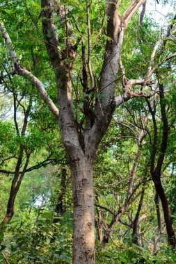 Canlı bir orman ortamında büyüyen yeşilliklerle çevrili görkemli bir ağaç, doğal gün ışığında yıkanmış, rahatlatıcı ve huzurlu bir atmosfer yaratıyor..