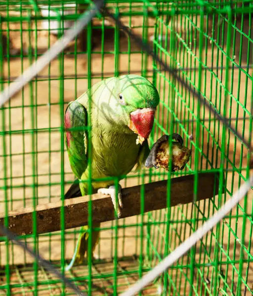 Kafesteki canlı yeşil papağan yemek tabakları, vahşi yaşam ve tutsaklık temalarını vurguluyor..
