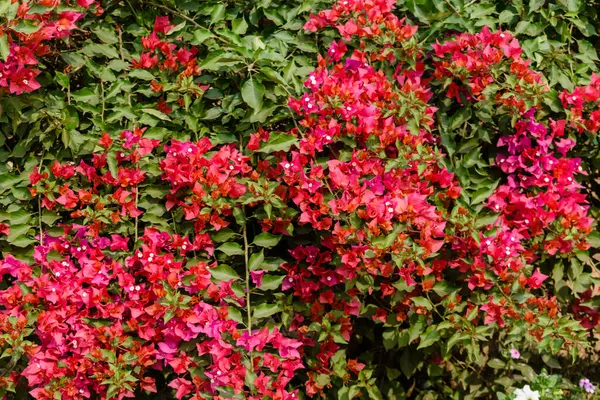 Canlı bir pembe bougainvillea çiçeği kümesi yemyeşil yaprakların arasında doğal güzelliklerini ve cazibelerini sergiliyor. Bu yakın çekim karmaşık detayları gözler önüne seriyor, canlı renkleri ve çiçekli cazibeyi vurguluyor..