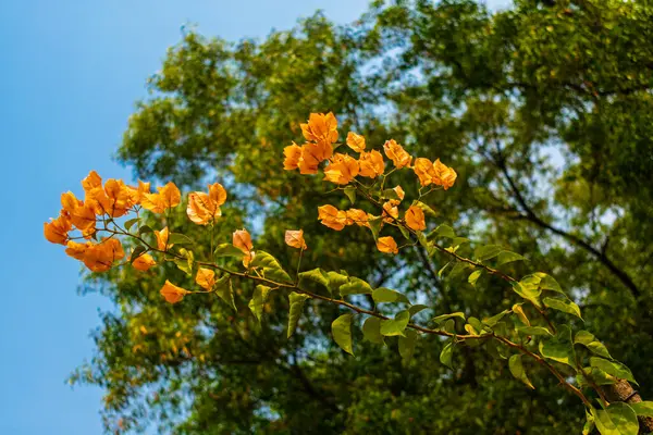 Altın begonviller, yemyeşil yapraklar ve açık mavi gökyüzü ile güneş ışığında çiçek açarlar. Neşelendirici ve huzurlu bir doğa ortamında, ışıl ışıl güzellik ve sükunet içinde yakalandılar..