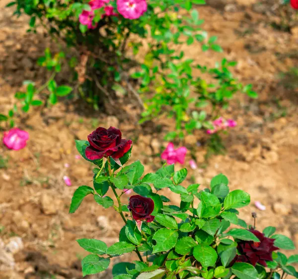 Parlak kırmızı güller yeşil yapraklara ve bahçe toprağına karşı canlı bir şekilde duruyor, doğanın güzelliğini ve tazeliğini yakalıyor. Resim, bir bahçe manzarasında büyüme, sükunet ve canlı yaşam unsurlarını sergiliyor..