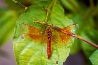 Canlı yeşil bir yaprağın üzerine tünemiş parlak renkli bir yusufçuk doğal ışıkla aydınlatılmış ayrıntılı kanatlar sergiliyordu. Yakın çekim fotoğrafçılığında doğanın güzelliğinin ve karmaşıklığının uyumlu bir gösterisi..