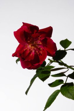 Parlak kırmızı gül yaprakları ve yeşil bir gövde ile çiçek açar. Temiz beyaz bir arkaplanda güzel bir şekilde izole edilmiş. Çiçeğin doğal formunun inceliğini ve karmaşık detaylarını gözler önüne serer..
