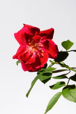 Parlak kırmızı gül yaprakları ve yeşil bir gövde ile çiçek açar. Temiz beyaz bir arkaplanda güzel bir şekilde izole edilmiş. Çiçeğin doğal formunun inceliğini ve karmaşık detaylarını gözler önüne serer..