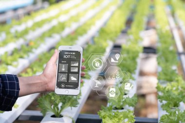 Tarım teknolojisi çiftçisi kadın cep telefonu bilgisayar analiz verileri ve görsel ikon kullanıyor. Akıllı çiftlik kavramı