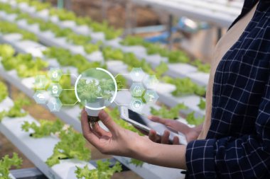 Tarım teknolojisi çiftçisi kadın cep telefonu bilgisayar analiz verileri ve görsel ikon kullanıyor. Akıllı çiftlik kavramı