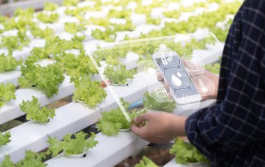 Tarım teknolojisi çiftçisi kadın cep telefonu bilgisayar analiz verileri ve görsel ikon kullanıyor. Akıllı çiftlik kavramı