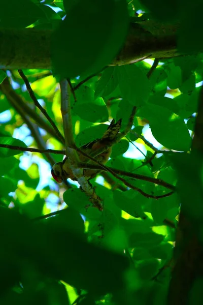 Datel Stromě Hledající Brouky — Stock fotografie