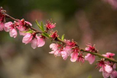 Güzel botanik fotoğrafı, doğal duvar kağıdı.