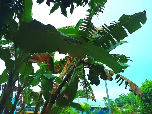 Atambua East Nusa Tenggara Marzo 2023 Plátano Jardín Detrás Casa — Foto de Stock