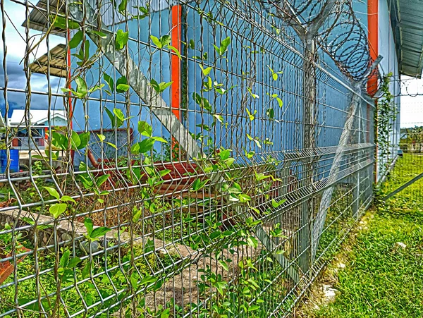东努沙登加拉的阿坦布阿 2023年4月1日 有刺铁丝栅栏 上覆盖着在阳光下闪闪发光的藤蔓 — 图库照片