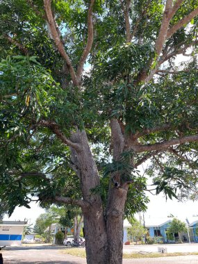 Bahçede yükselen bir mango ağacı