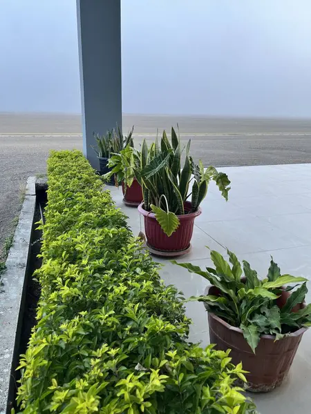 Bahçede çeşitli süs bitkileri var.