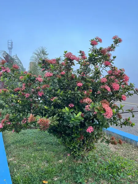 Bahçede çeşitli süs bitkileri var.