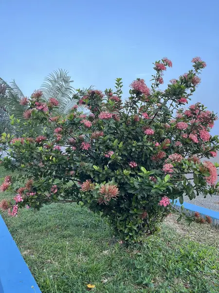 Bahçede çeşitli süs bitkileri var.