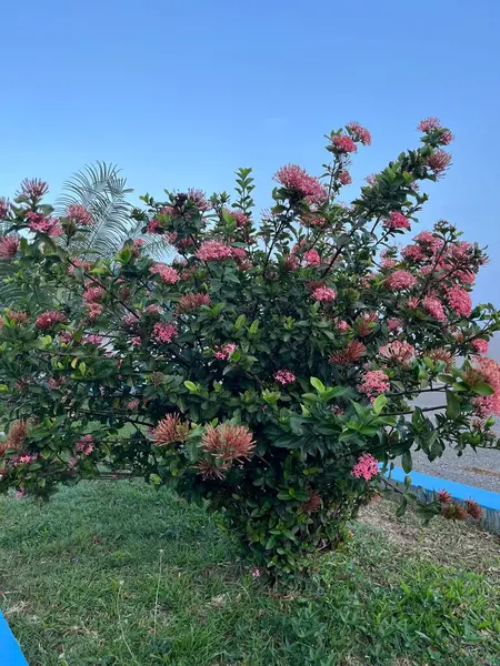 Bahçede çeşitli süs bitkileri var.