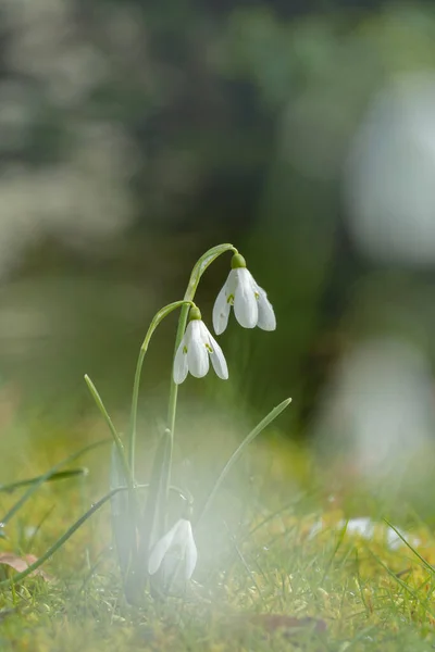 Ormanda Beyaz Kardelen Çiçekleri — Stok fotoğraf