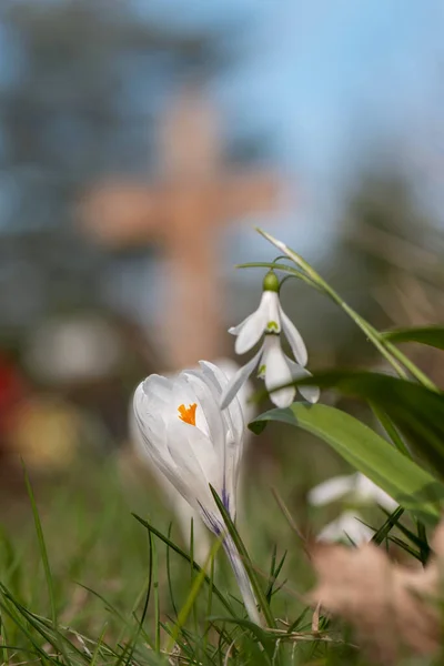 春の公園で美しい花を咲かせ — ストック写真