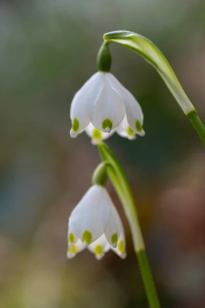 Belle Fleur Blanche Chute Neige Dans Forêt — Photo