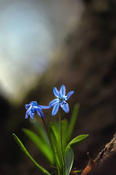 Primer Plano Flores Azules Creciendo Aire Libre — Foto de Stock