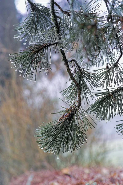 Gałąź Sosnowa Śniegiem Tle Lasu — Zdjęcie stockowe