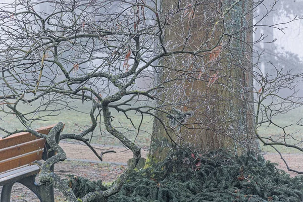 Осенние Листья Ветви Деревьев Флора Природе Моросящий Дождь Ветвях — стоковое фото