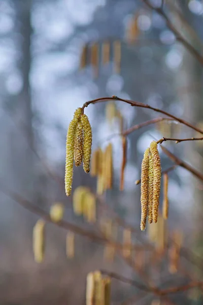Sonbahar Yaprakları Ağaç Dalları Bitki Örtüsü Dallardaki Dondurucu Yağmur — Stok fotoğraf