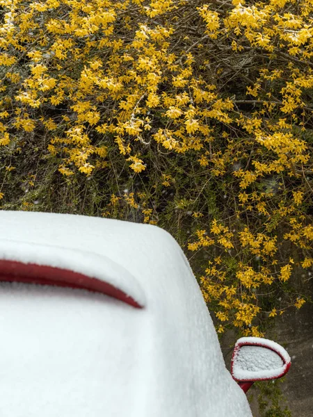 Araba Çatısı Nisanda Kar Don Fındık Çiçekleri — Stok fotoğraf