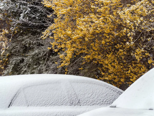 Dach Samochodu Śnieg Kwietniu Mróz Kwiaty Forsycji — Zdjęcie stockowe