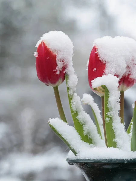 Κόκκινα Και Άσπρα Λουλούδια Στο Χιόνι — Φωτογραφία Αρχείου
