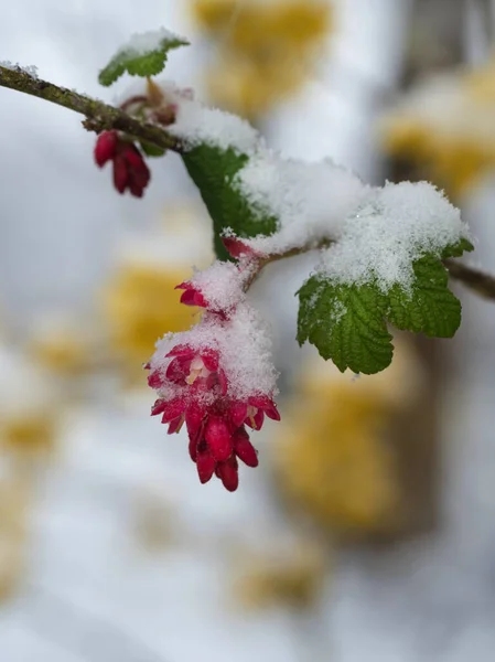 Bagas Vermelhas Viburnum Neve — Fotografia de Stock