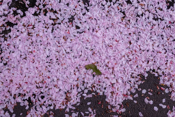 庭にピンクと紫の花 — ストック写真