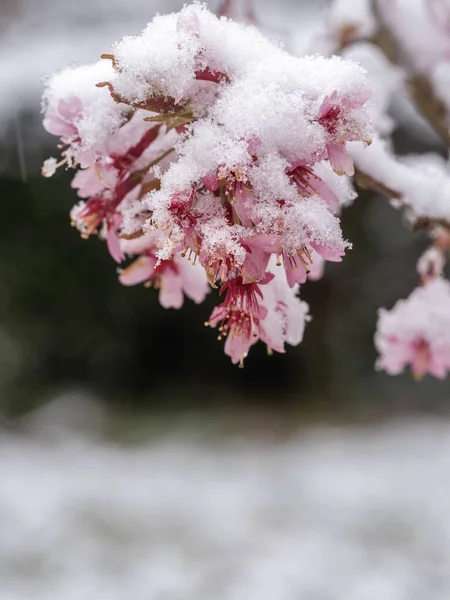 Flores Abril Com Neve — Fotografia de Stock