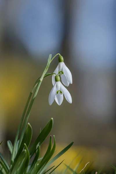 Close Uma Flor Branca Neve Com Orvalho Dia Ensolarado — Fotografia de Stock