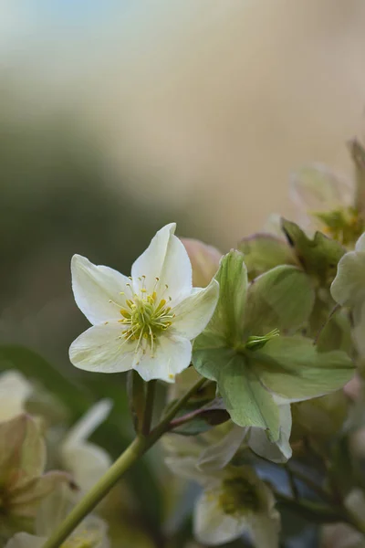 Schöne Weiße Blume Mit Knospen Garten — Stockfoto