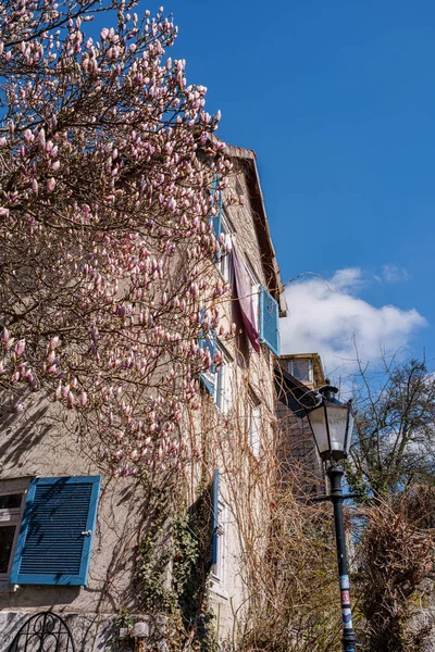 Flor Cerezo Primavera Sakura Ramas Árboles Cielo Azul Fondo — Foto de Stock