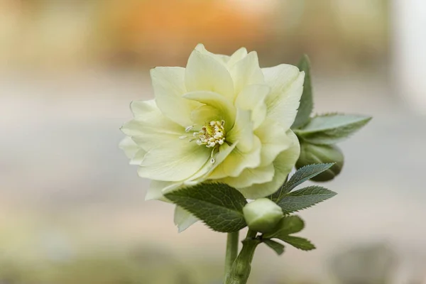 Schöne Rosa Rosenblüte Einem Garten — Stockfoto