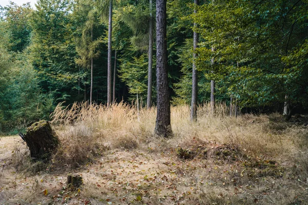 Höst Skog Med Träd Och Växter Mitten Sjön Parken Bakgrunden — Stockfoto