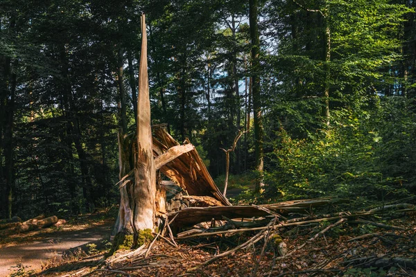 森林里的松树 — 图库照片