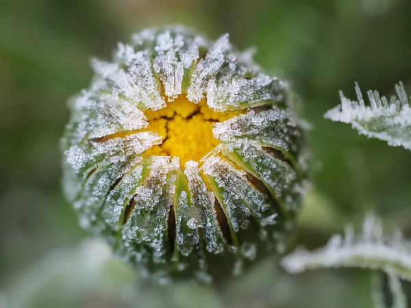 Beyaz Bir Çiçeğe Yaklaş — Stok fotoğraf