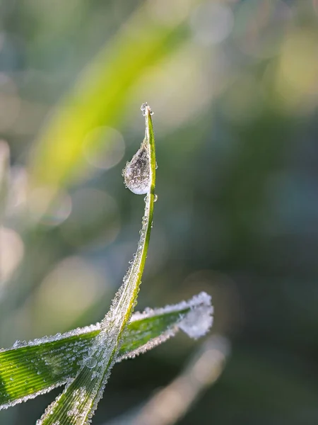 Yeşil Bir Yaprağa Çiy Damlası Düşer — Stok fotoğraf