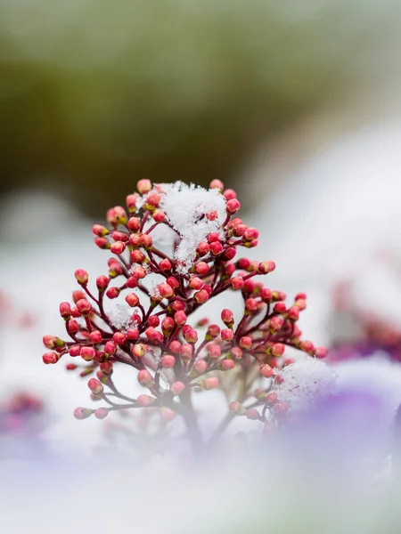 Όμορφα Κόκκινα Λουλούδια Στο Χιόνι — Φωτογραφία Αρχείου