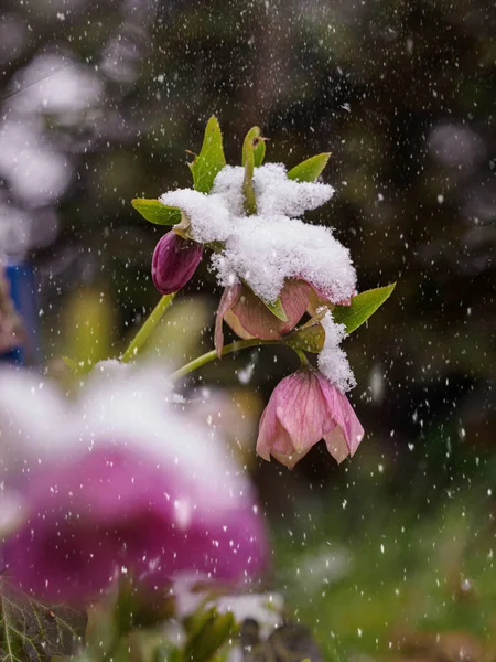 Krásné Květiny Lese — Stock fotografie