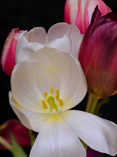 Beautiful White Tulips Garden — Stock Photo, Image