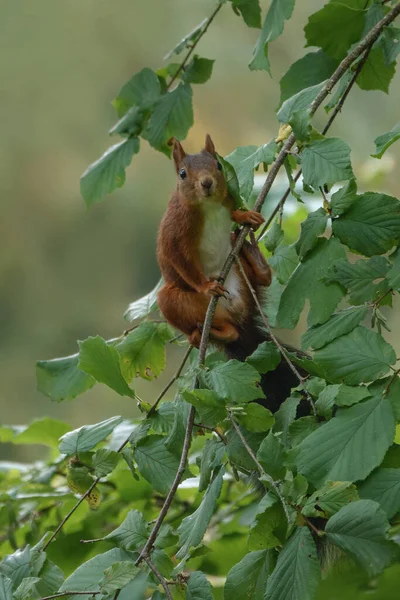 Ein Rotes Eichhörnchen Sitzt Auf Einem Ast Eines Baumes — Stockfoto