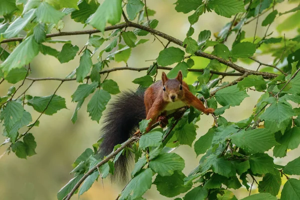Eichhörnchen Auf Einem Baum — Stockfoto