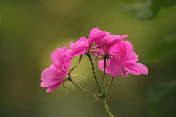 Gyönyörű Rózsaszín Virág Kertben — Stock Fotó